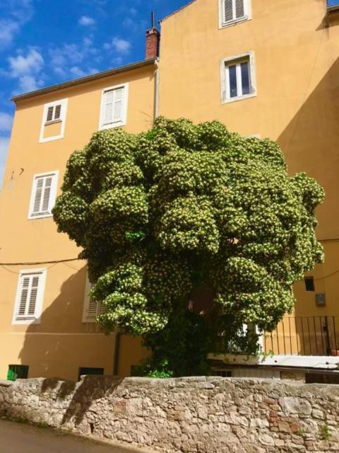 Apartment Turquoise Zadar Exterior photo